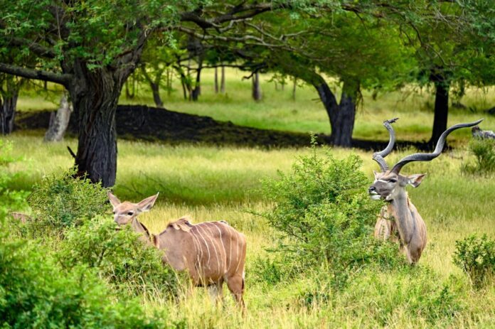 L’Afrique au parc Casela à Maurice