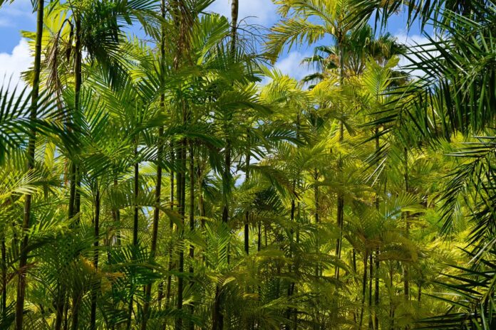 Les palmiers, une richesse naturelle menacée